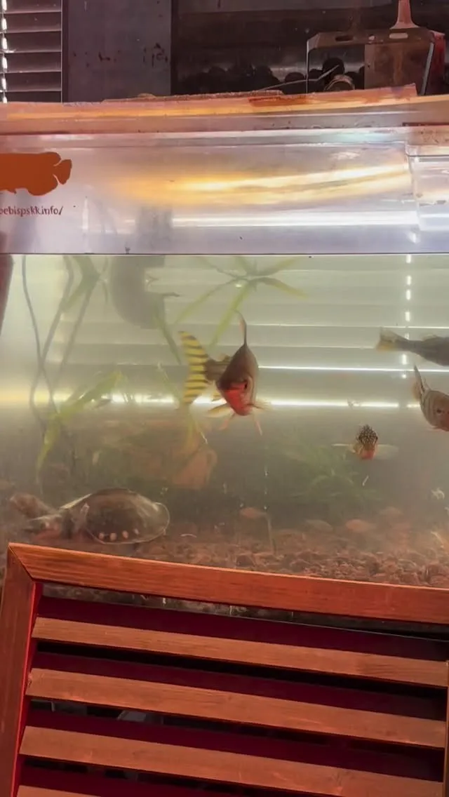 久しぶりのモドキ〜。