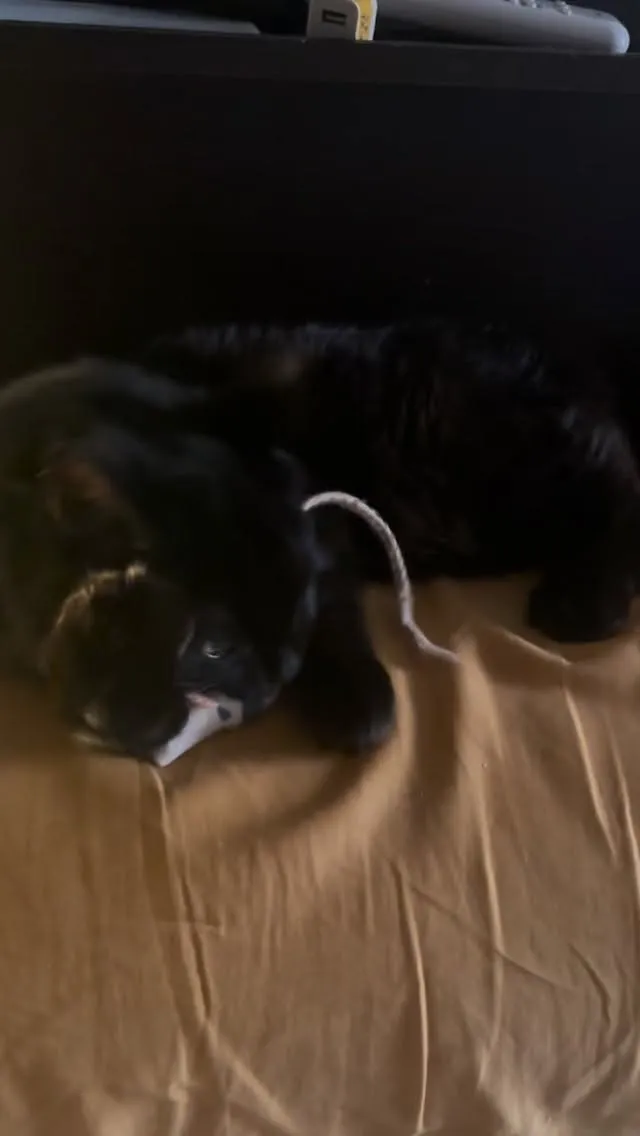 今日もご主人を叩き起こし、枕を占拠する暴君です。