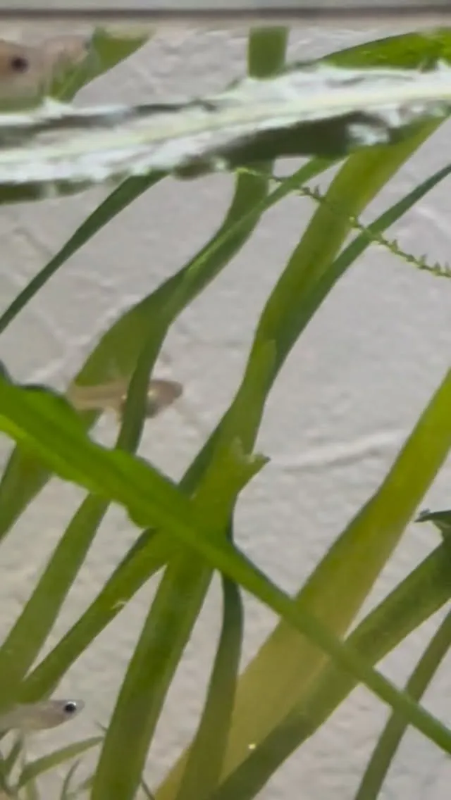 雄は少し模様が出てきた。