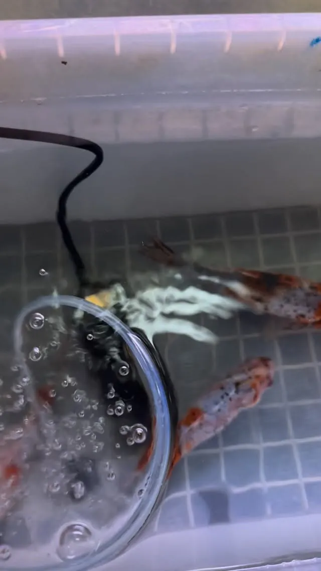 ちょっと白点病っぽいので、薬浴。