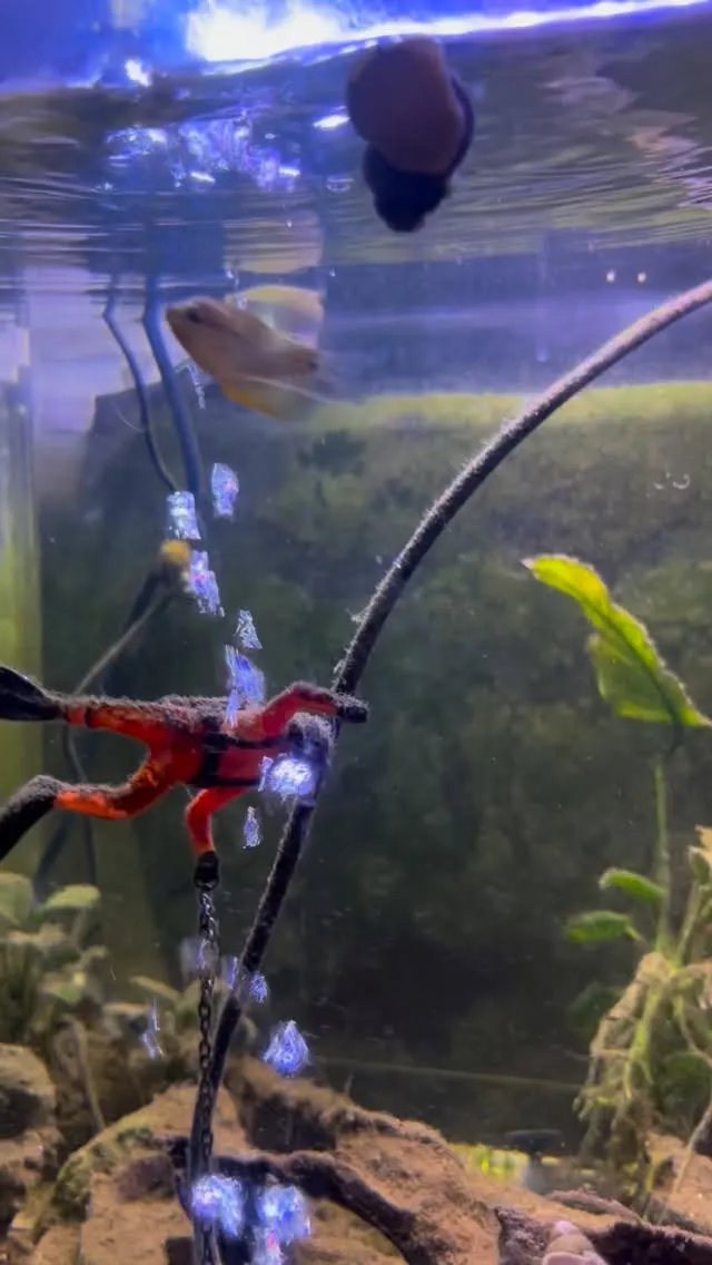 薬浴中の金魚のパートナーにパールグラミー。