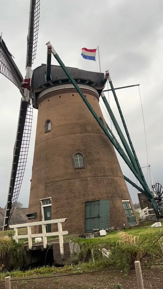 印旛沼のひまわり畑のチューリップが見頃です。