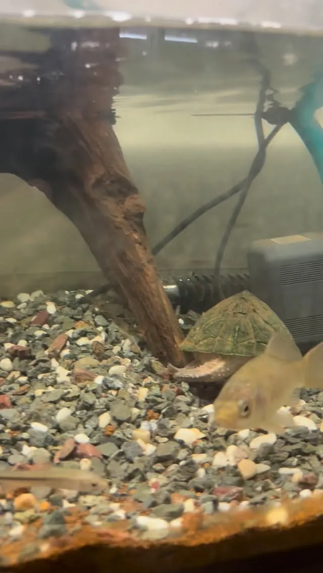 亀とともに日淡水槽に。