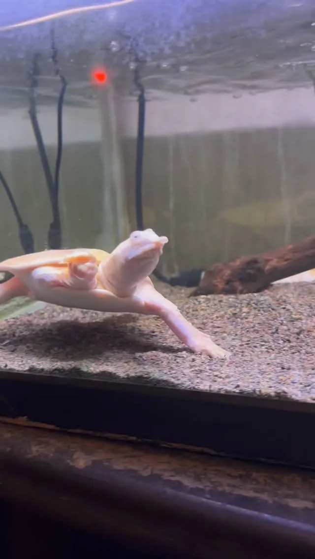 スッポンも日淡水槽。