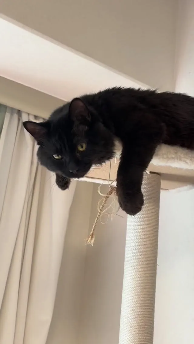 おい、本当に玉とるつもりか！