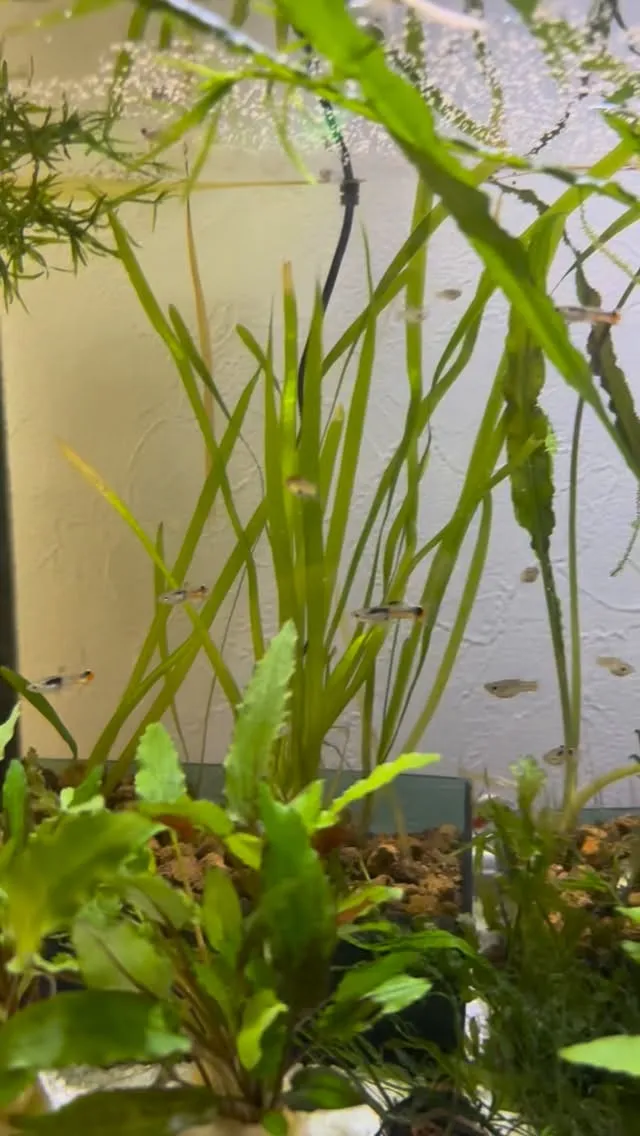 大分雌雄の区別が。