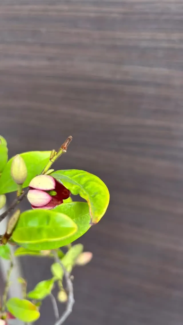 ぼちぼち咲いてきました。