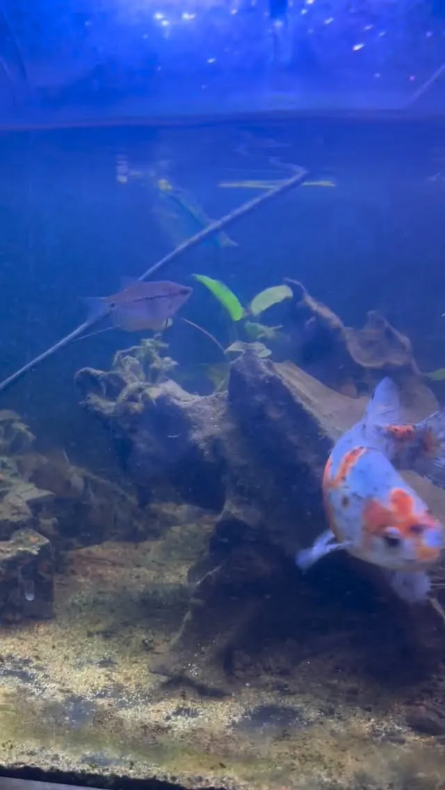 金魚もすっかり良くなったかな。