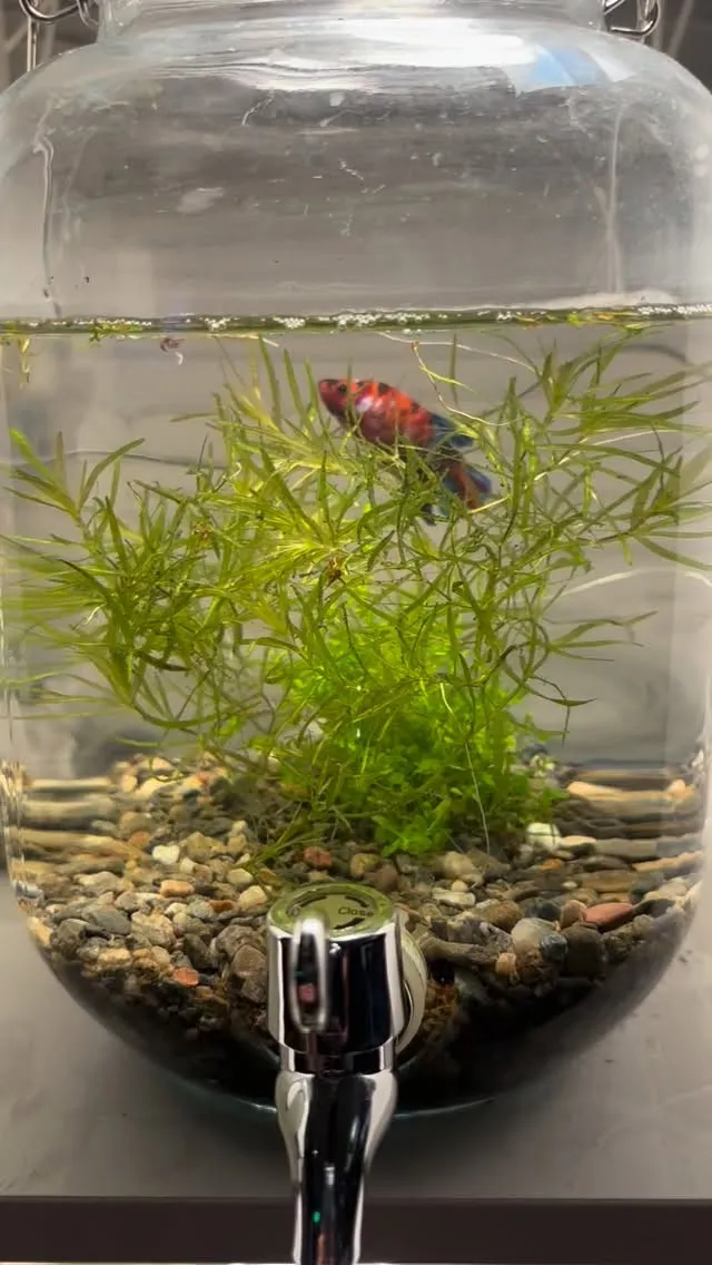 ベタマンションの点灯時間は0時から8時までです。