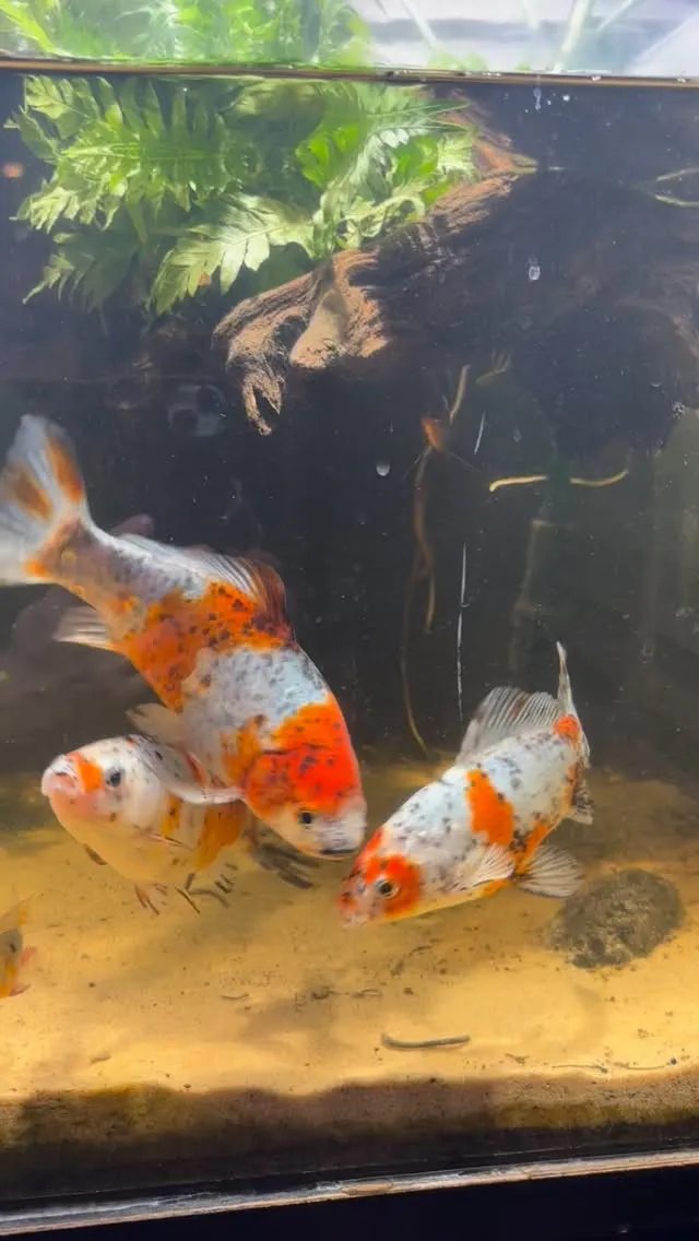 水槽のテーマは「モダン和」です(嘘