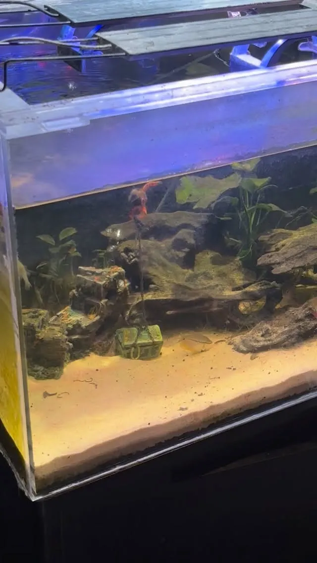 ベタが点灯する0時から金魚とガーが消灯する1時までがゴールデ...