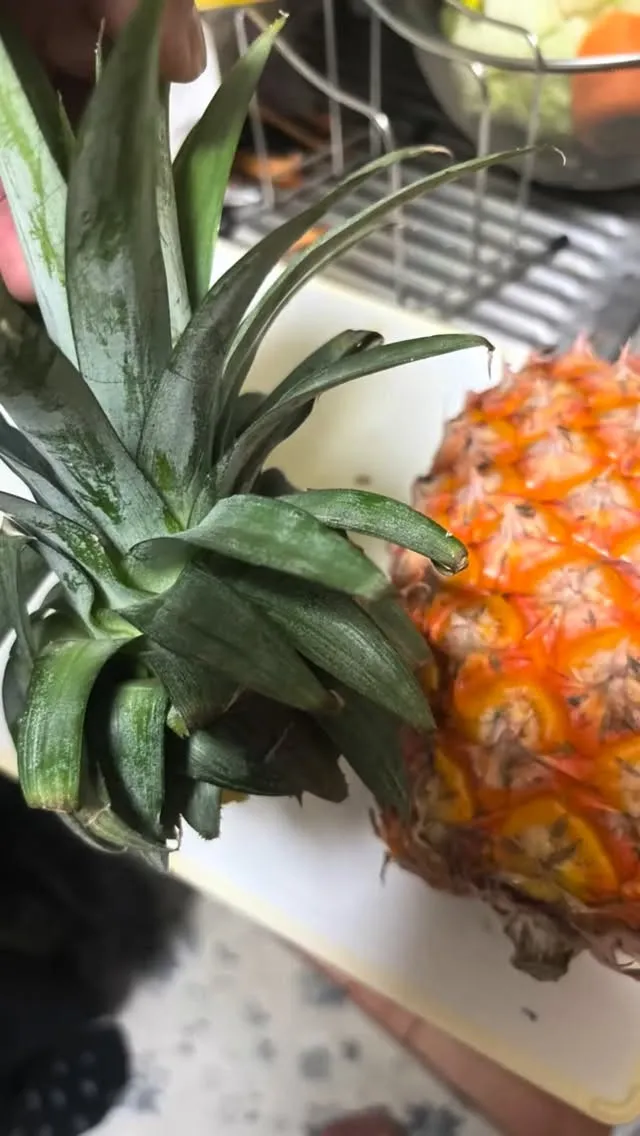 パイナップルの水根栽培。
