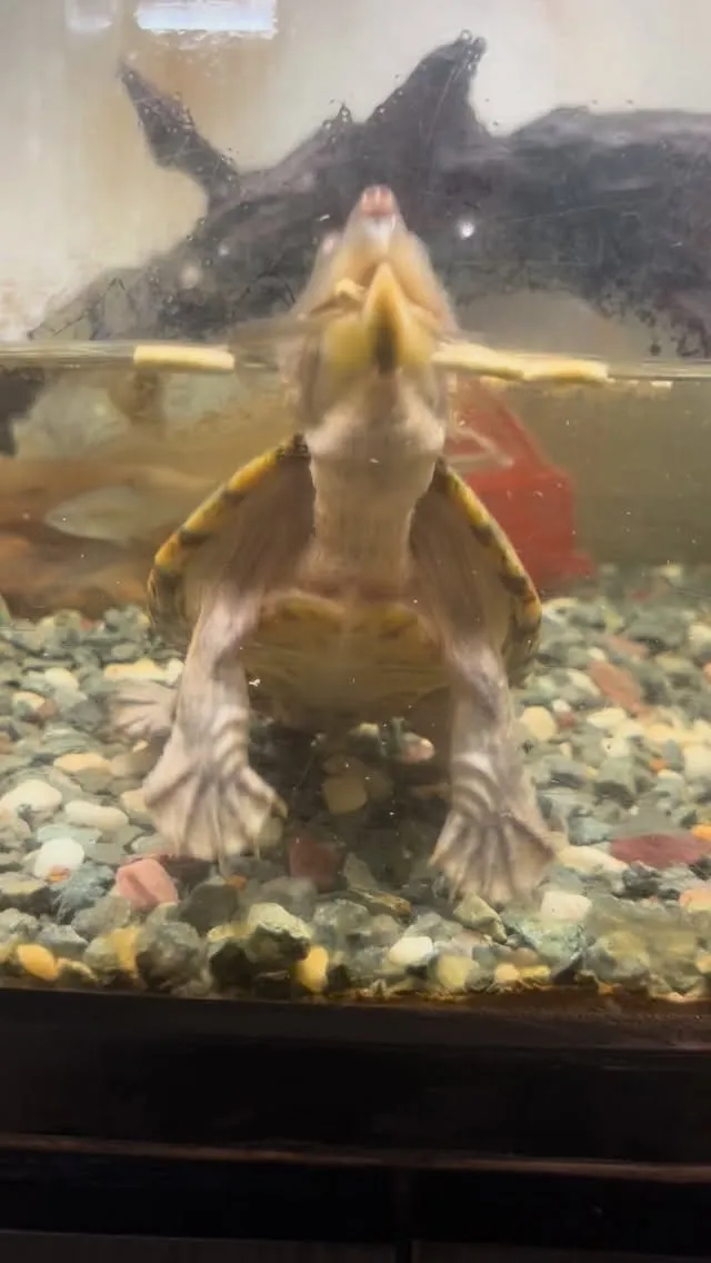 餌食べるのが下手。