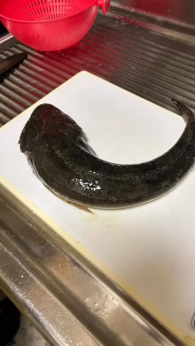 昨日は釣ったマゴチを頑張って捌きました。