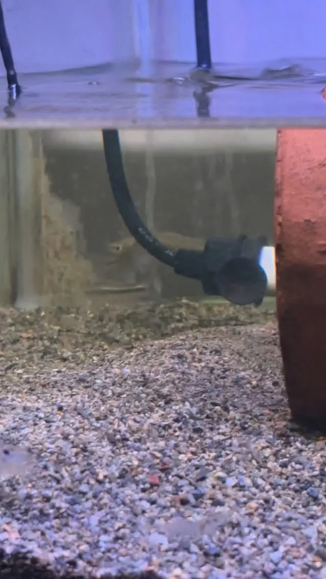 捕ってきたエビを入れたらテンションが上がる鰻とスッポン。