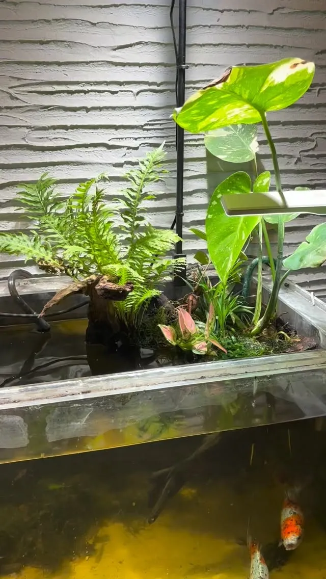 生体が多くて餌も行き渡るように多めにあげるから、苔が出やすく...