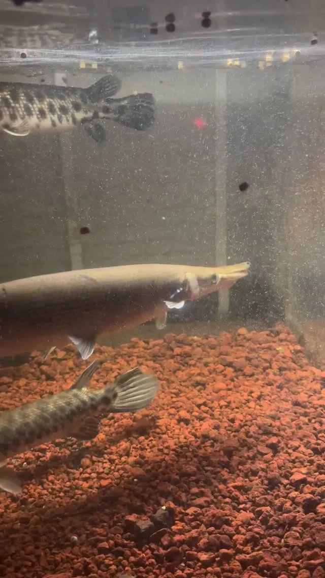 久しぶりのガー。