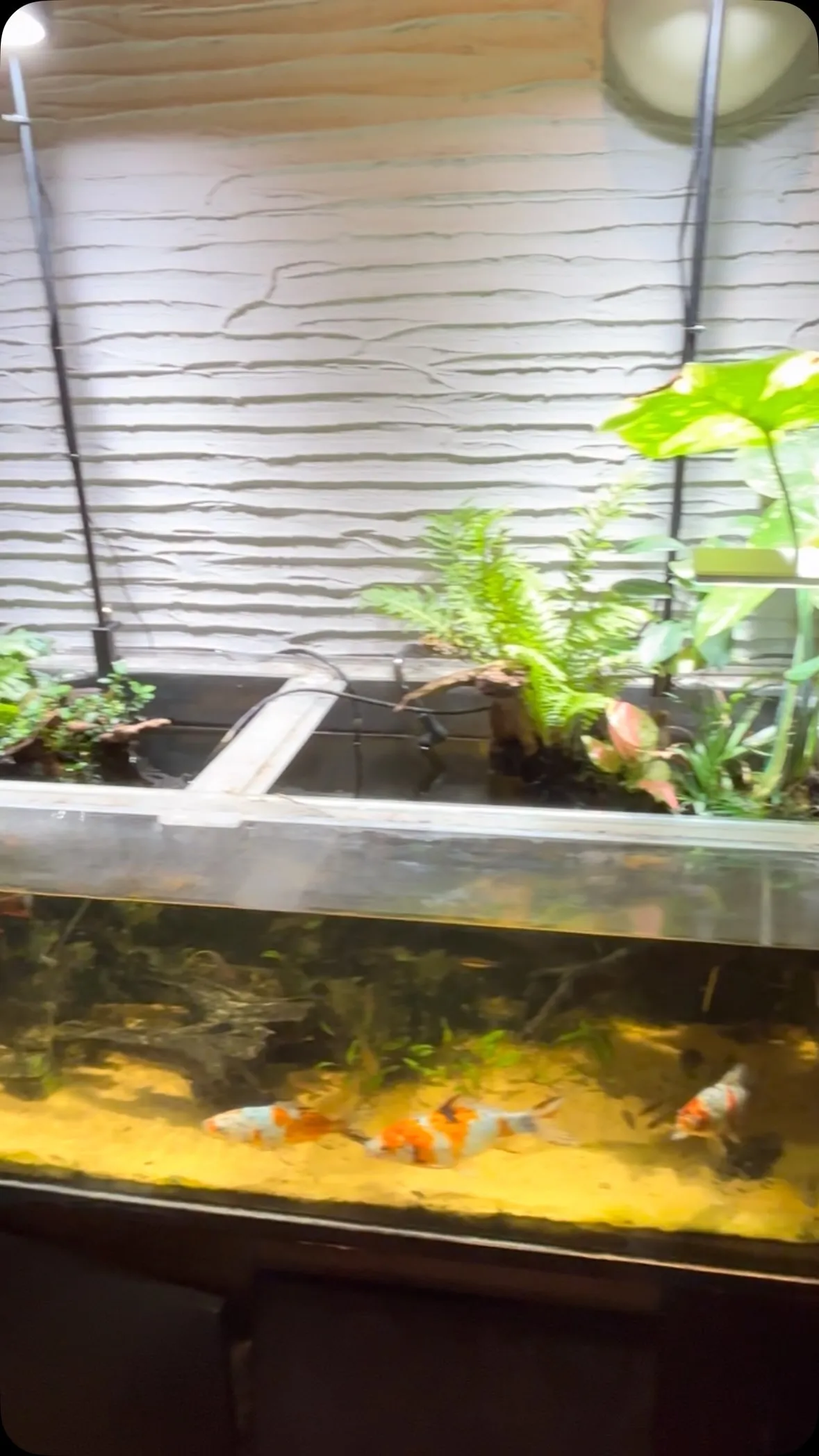 クリプトコリネ植えました。