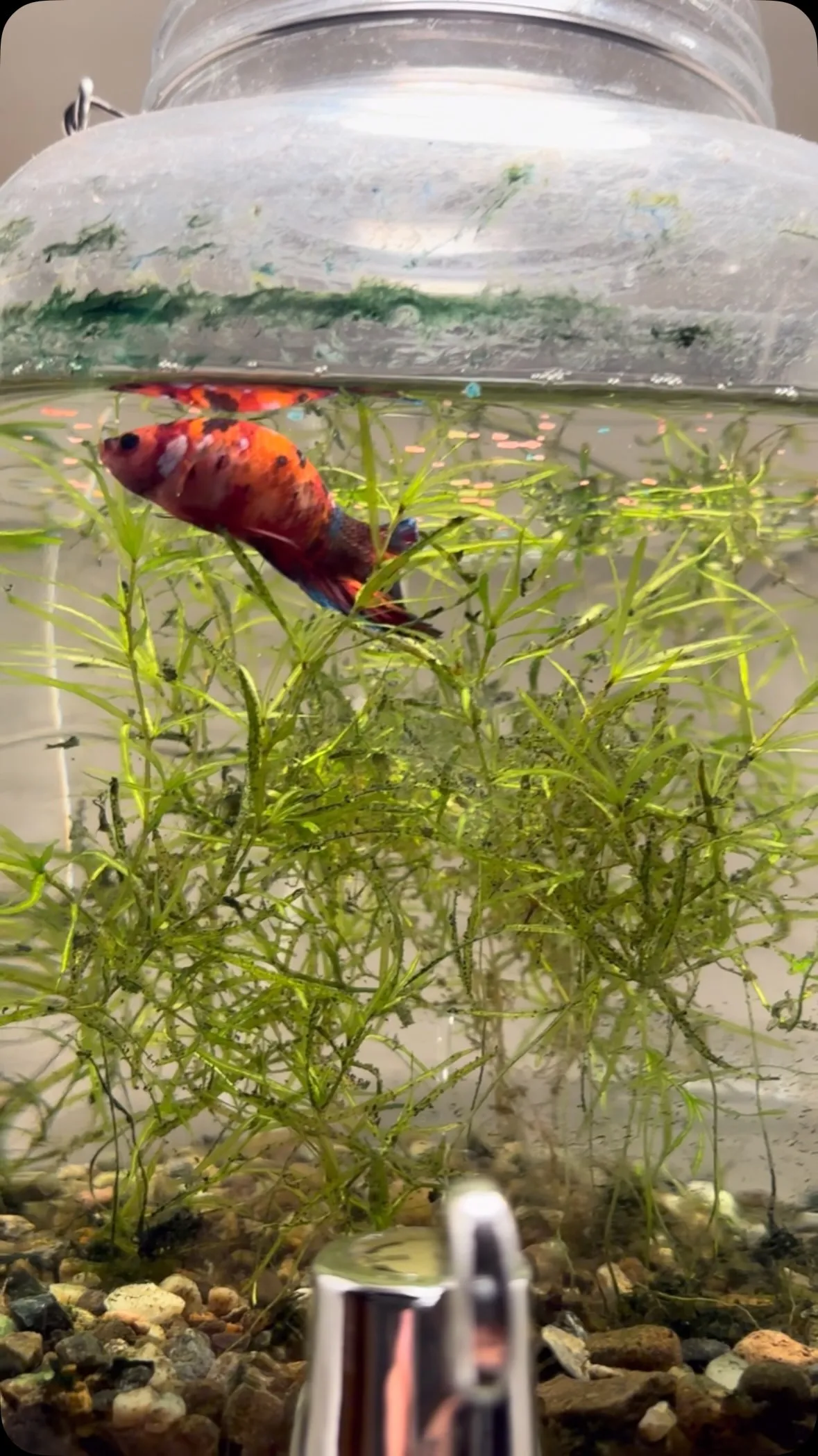 ベタの容器を替えた。