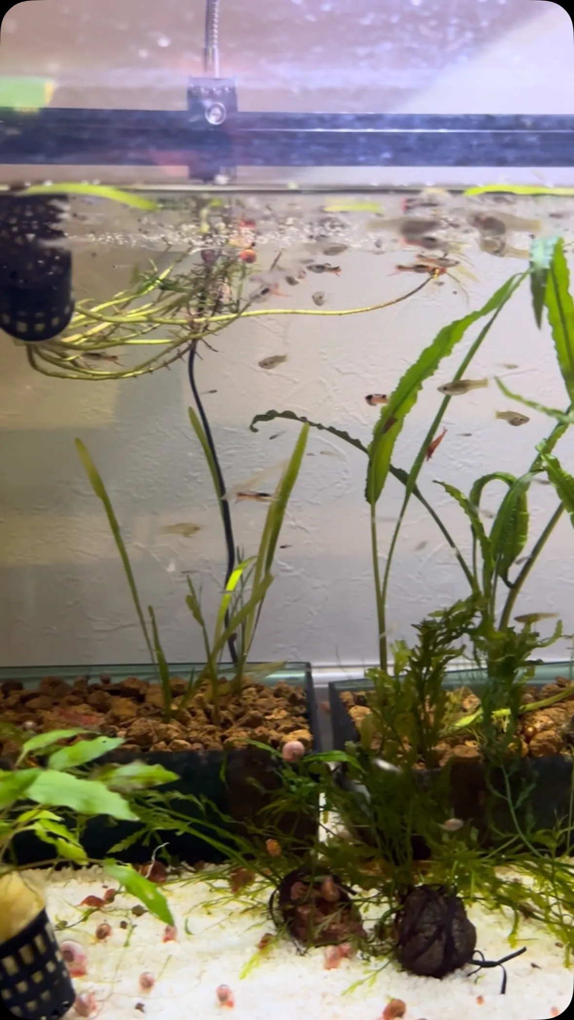 増えたら餌にしようと思ってたけど、飼ってると愛着がね。