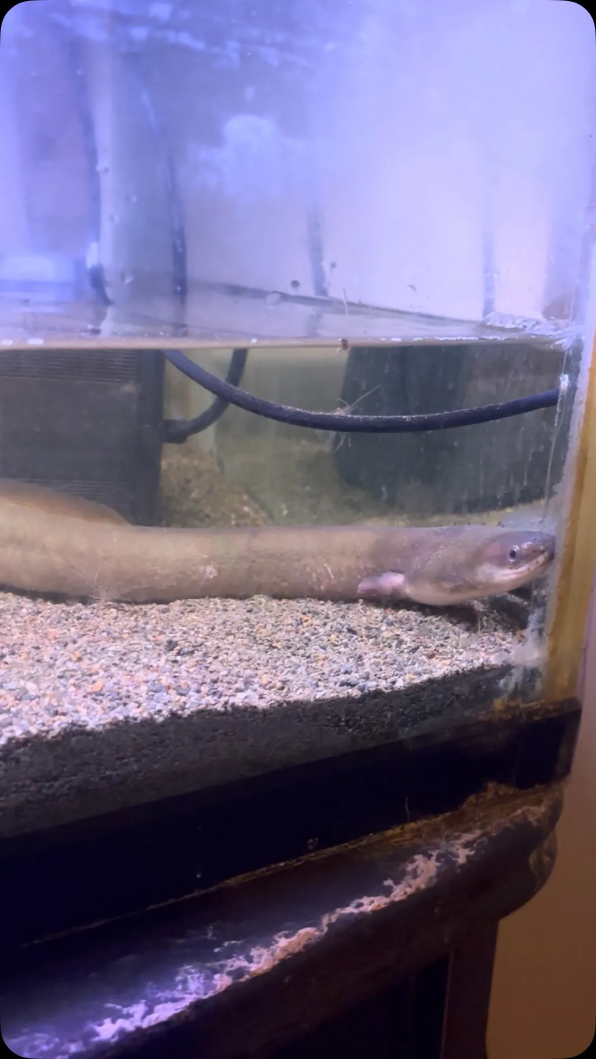 捕ってきたザリガニでテンション上がるウナギ。