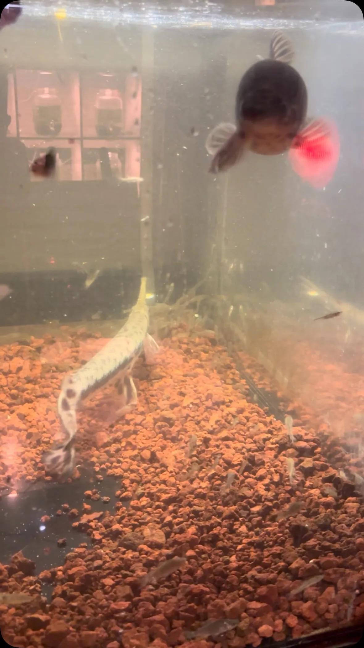 久しぶりの生き餌！