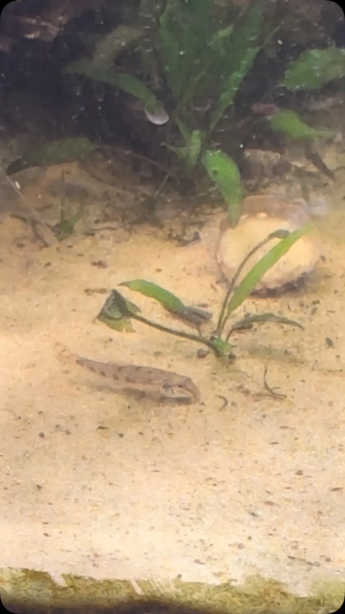 カマツカ始めました。
