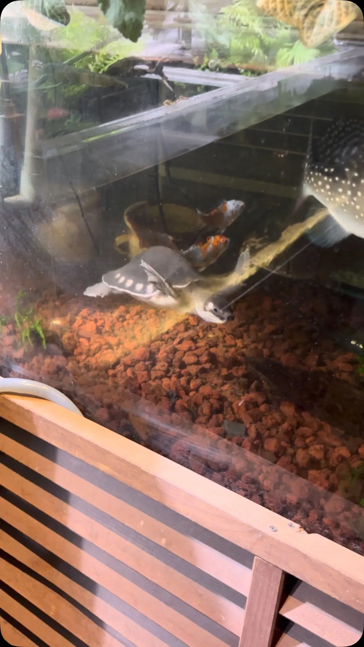 久しぶりに前面に出てきた。