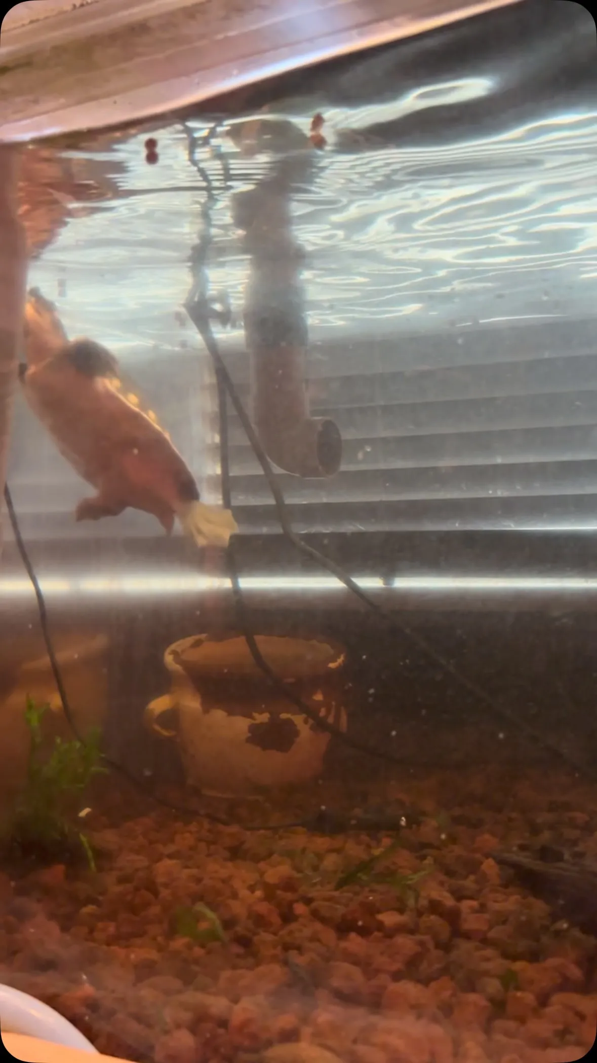 キクラっていいな。