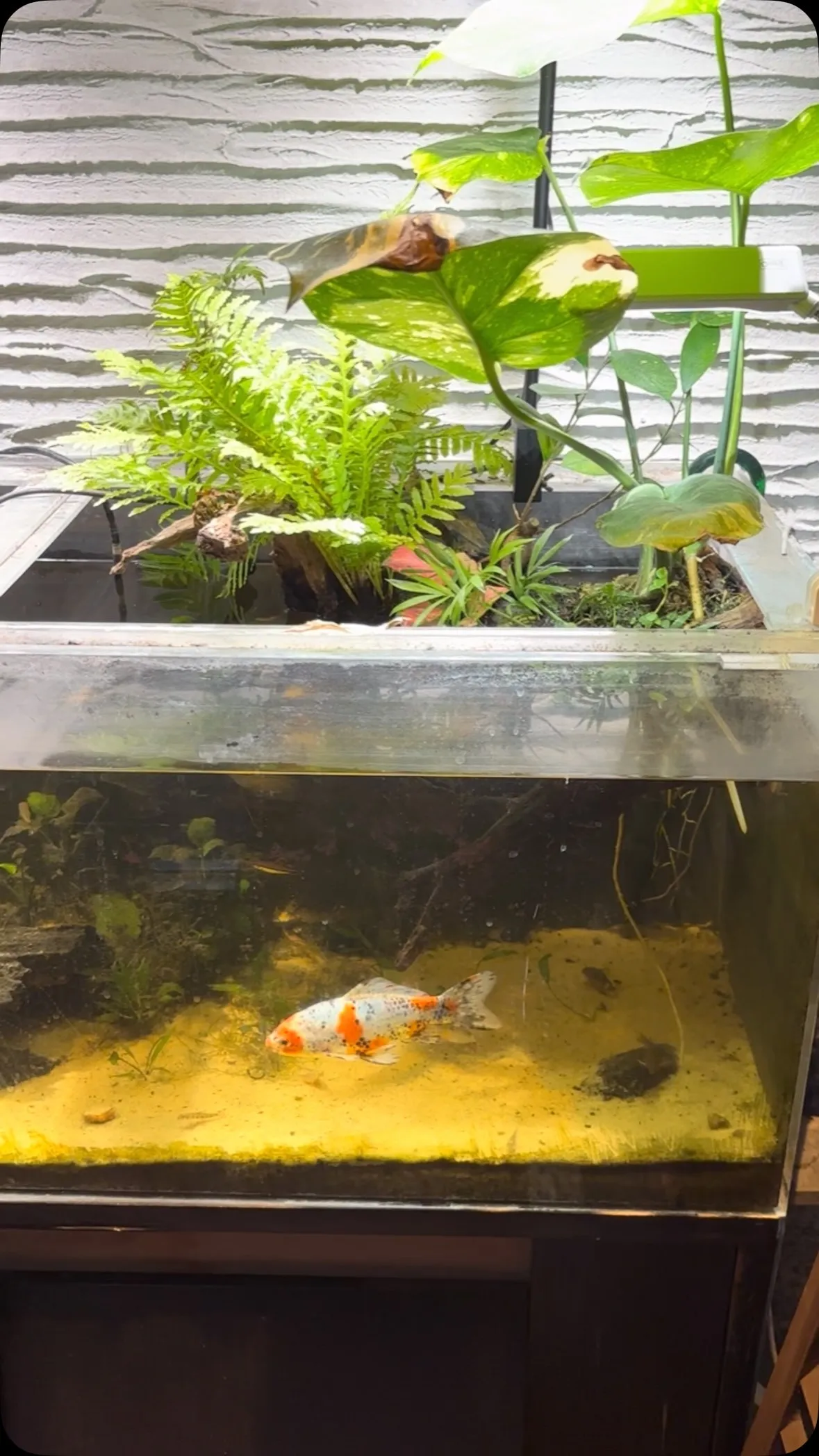 暑いので涼しげな金魚でも。