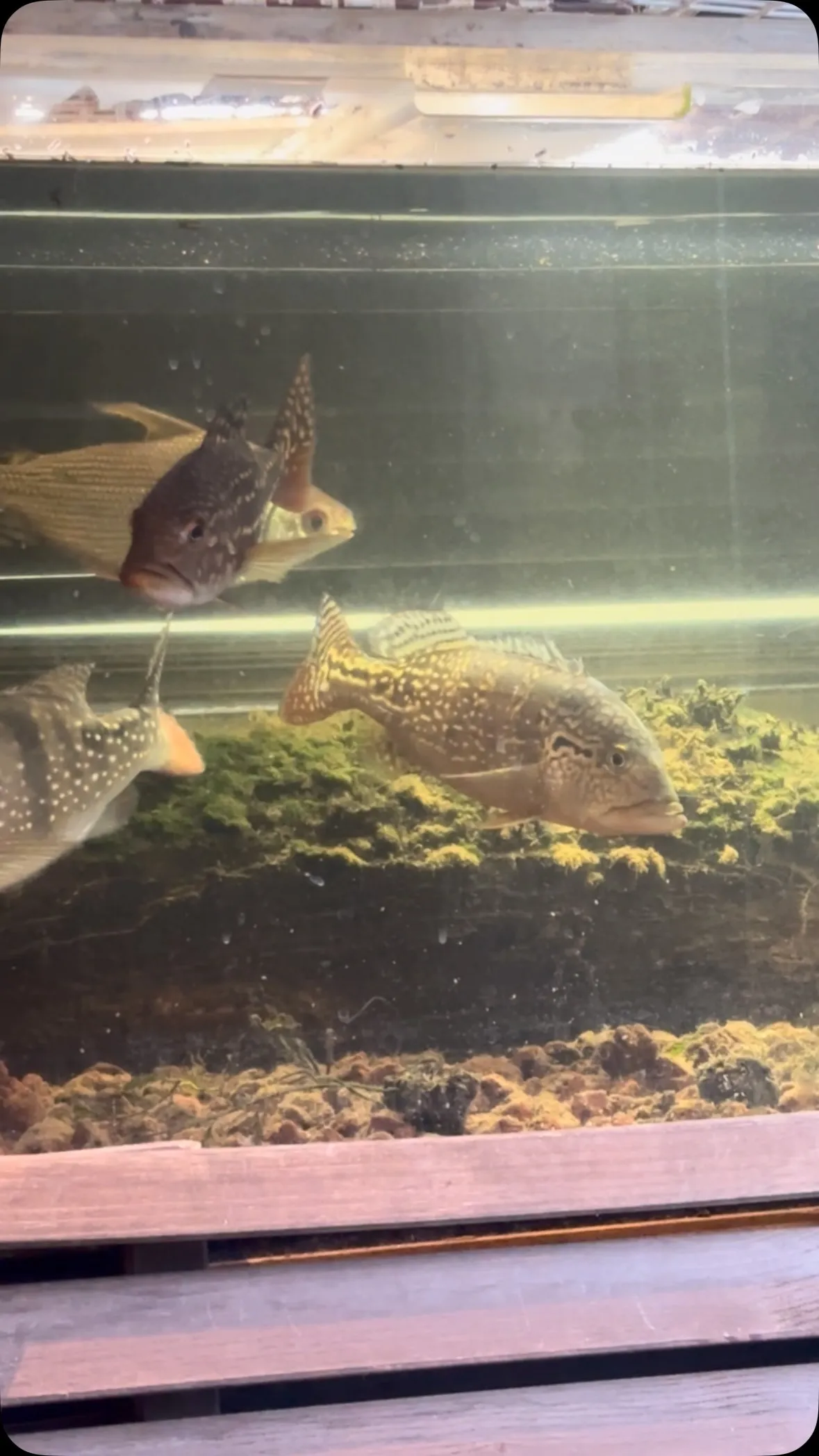一気に涼しくなった未明の水槽です。