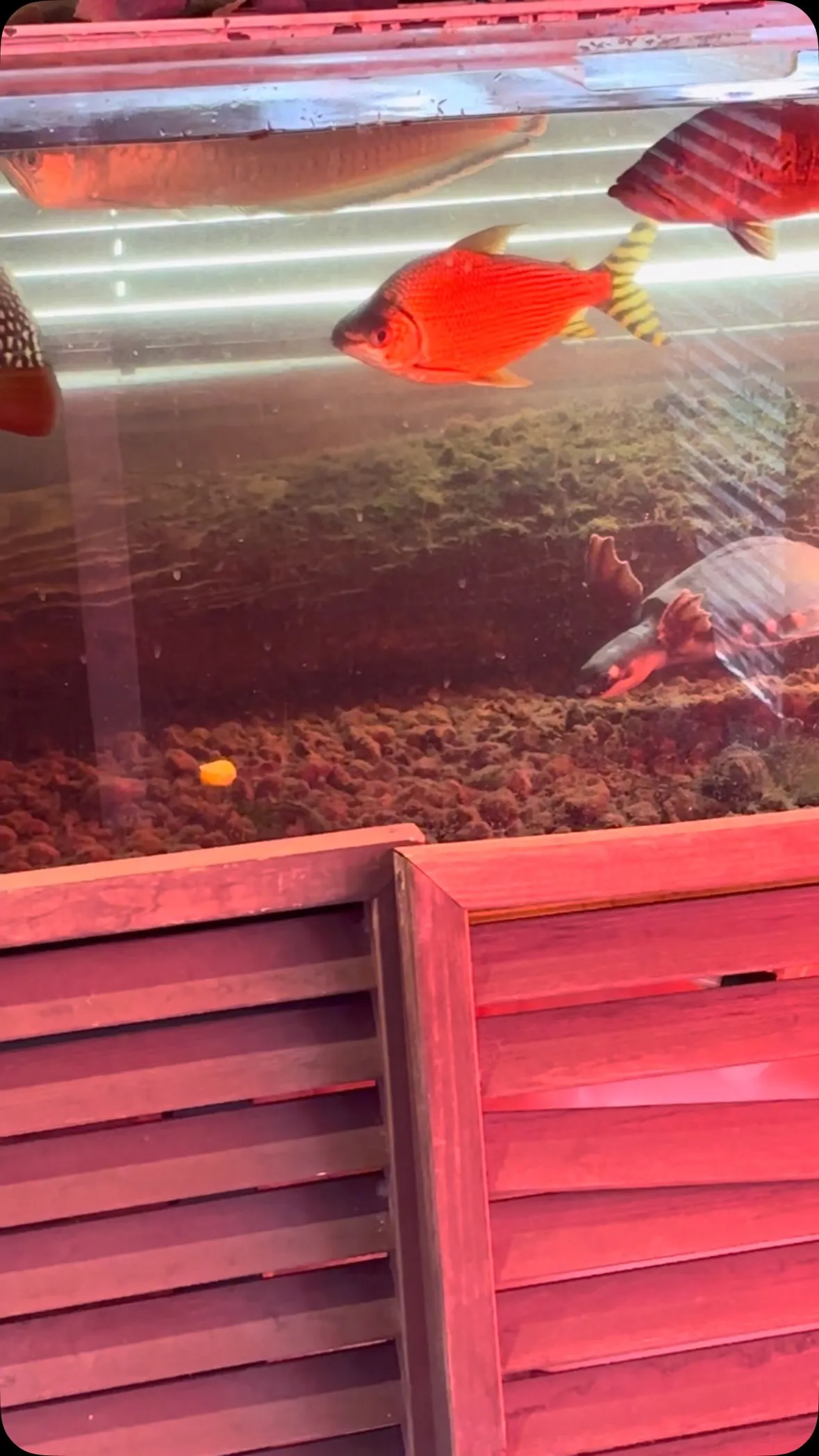 カメラ向けると食べんのかい！