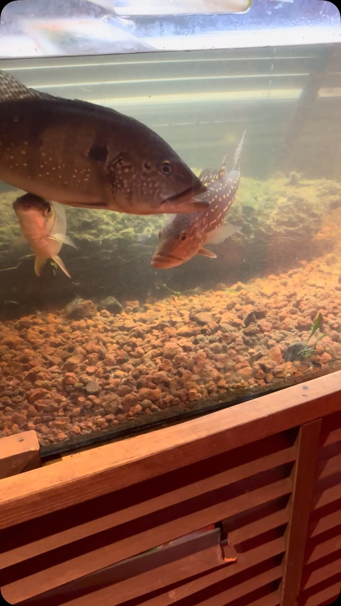 生き餌からの〜