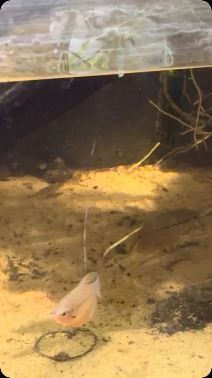 モンステラがカッコいい。