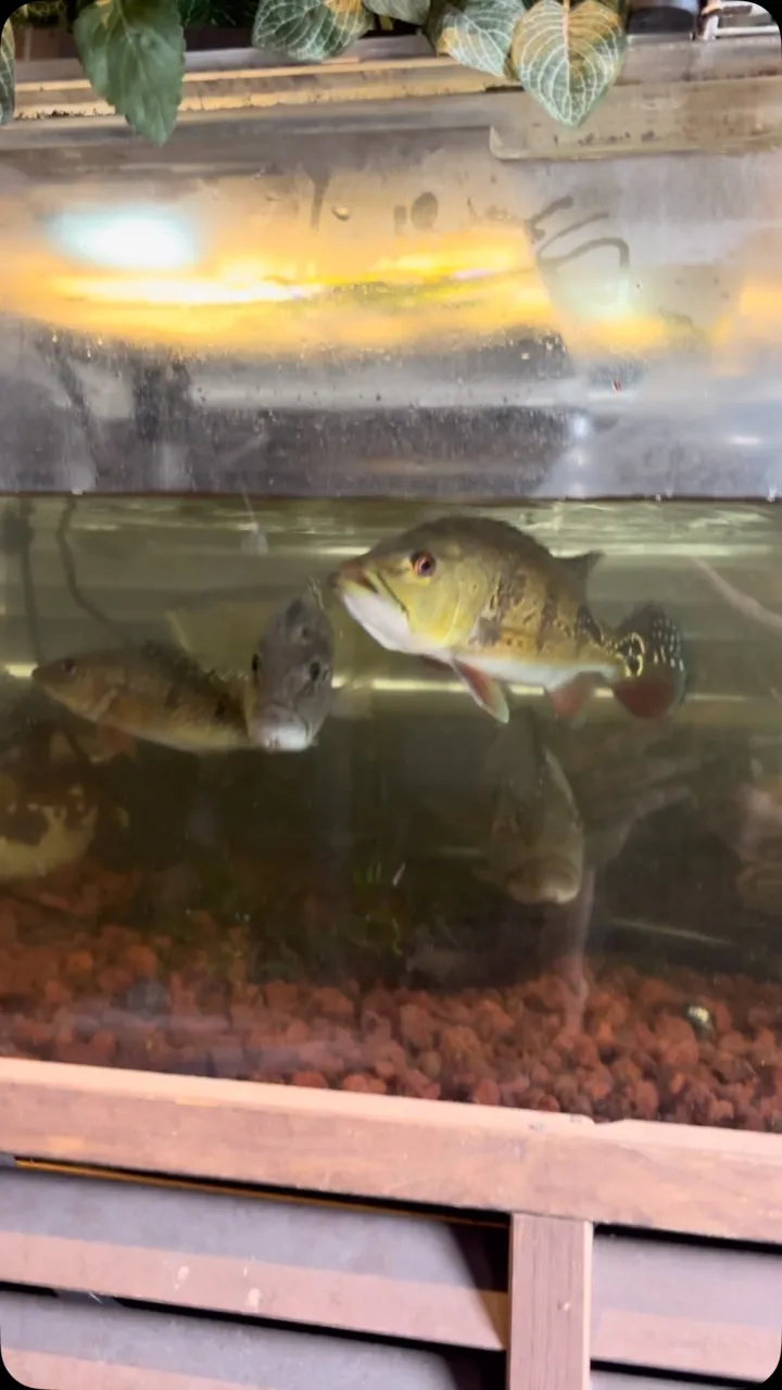 久しぶりの水換え〜。