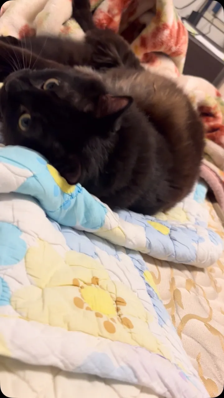 猫じゃらしで遊んであげたら興奮冷めやらぬ猫。